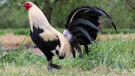 For further information about my farm and. . Gamefowl auction